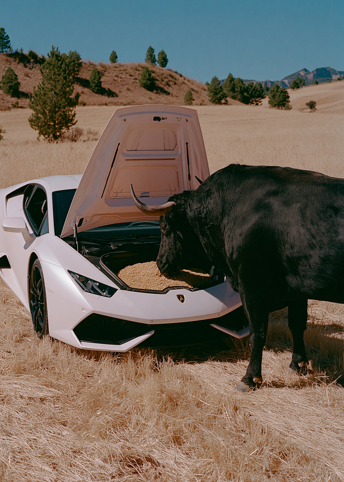 Matador